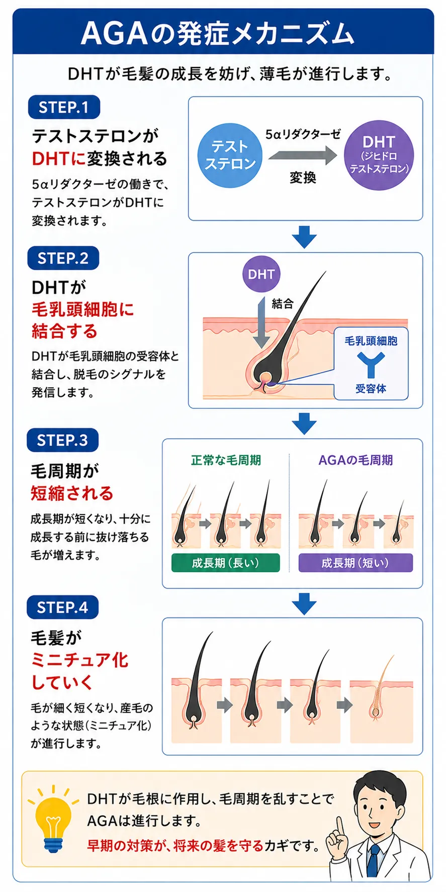 発症メカニズム（DHT・5αリダクターゼ・毛周期の短縮）