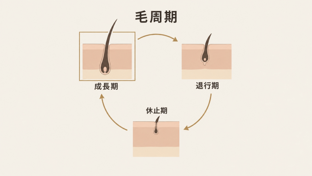 成長期、退行期、休止期を循環する毛周期の模式図