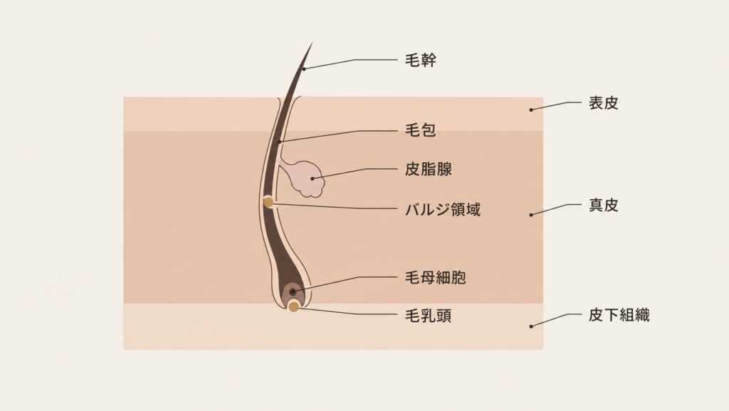 皮膚の断面と毛包