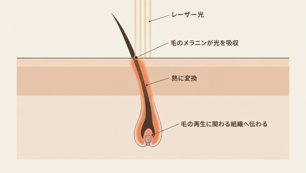成長期の毛に吸収された光が熱となり、毛の再生に関わる組織へ伝わる過程