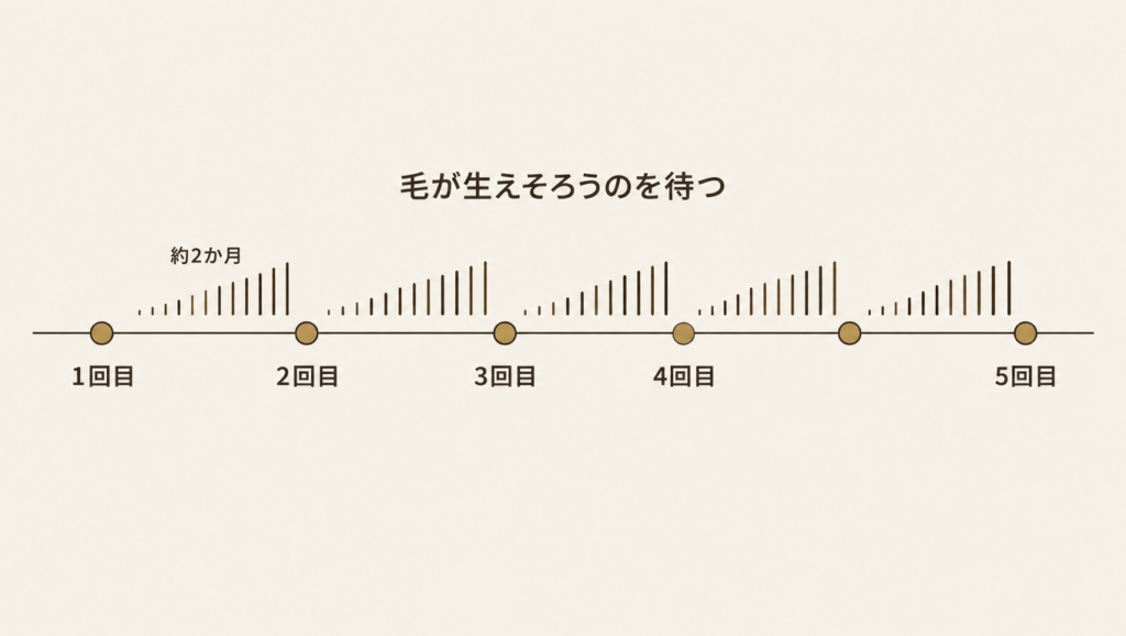 毛の生え替わりを待ちながら複数回照射する通院スケジュールの模式図
